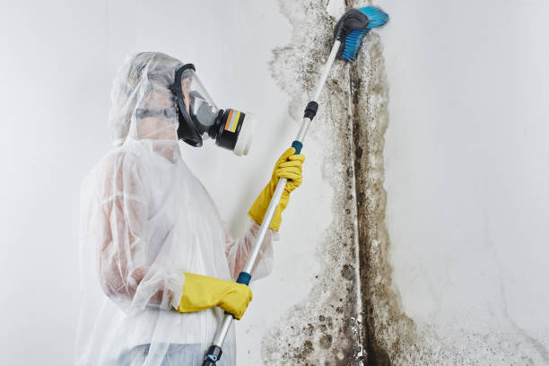 Best Health and Safety Mold Remediation in South Vacherie, LA