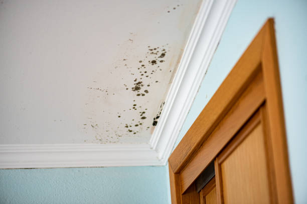 Best Emergency Mold Remediation in South Vacherie, LA
