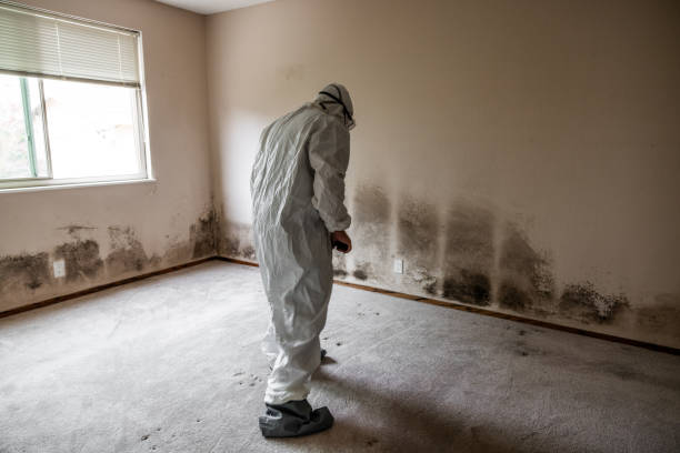 Best Bathroom Mold Remediation in South Vacherie, LA