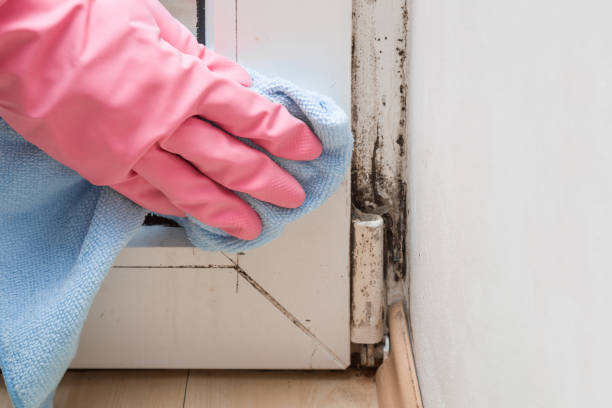 Best Basement Mold Remediation in South Vacherie, LA